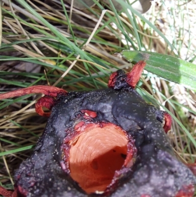 Aseroe rubra (Anemone Stinkhorn) at Glen Wills, VIC - 12 Feb 2024 by RobCook