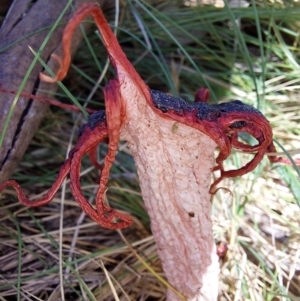 Aseroe rubra at Glen Wills, VIC - 12 Feb 2024 11:37 AM