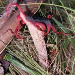 Aseroe rubra at Glen Wills, VIC - 12 Feb 2024