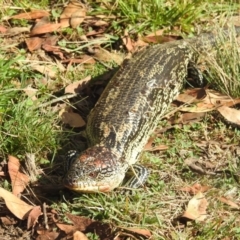 Tiliqua nigrolutea (Blotched Blue-tongue) at Kosciuszko National Park - 22 Feb 2024 by HelenCross