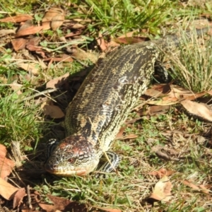 Tiliqua nigrolutea at Kosciuszko National Park - 22 Feb 2024 05:01 PM