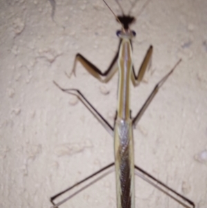 Tenodera australasiae at Albury - 7 Feb 2024 09:55 PM