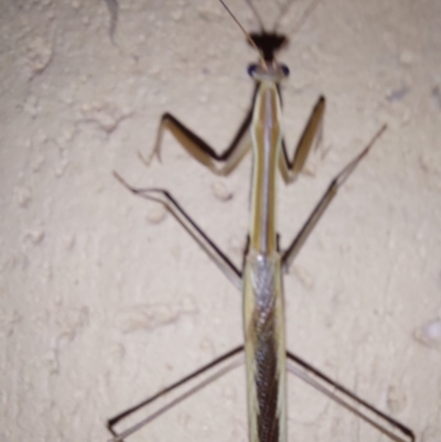 Tenodera australasiae at Wirlinga, NSW - 7 Feb 2024 by RobCook