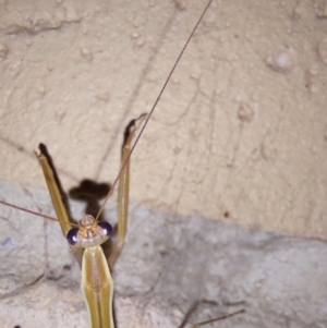 Tenodera australasiae at Albury - 7 Feb 2024 09:55 PM