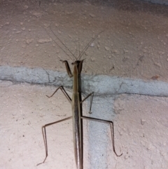 Tenodera australasiae at Albury - 7 Feb 2024 09:55 PM