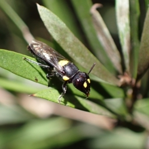 Hylaeus (Euprosopoides) rotundiceps at Murrumbateman, NSW - 20 Feb 2024 03:55 PM