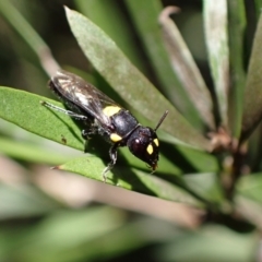 Hylaeus (Euprosopoides) rotundiceps (Hylaeine colletid bee) at Murrumbateman, NSW - 20 Feb 2024 by SimoneC