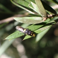 Hylaeus (Euprosopoides) rotundiceps at Murrumbateman, NSW - 20 Feb 2024