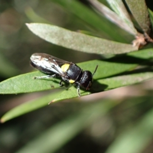 Hylaeus (Euprosopoides) rotundiceps at Murrumbateman, NSW - 20 Feb 2024 03:55 PM