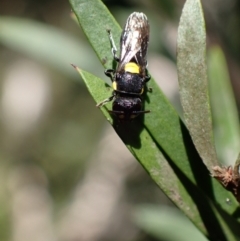 Hylaeus (Euprosopoides) rotundiceps at Murrumbateman, NSW - 20 Feb 2024 03:55 PM