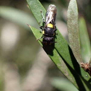 Hylaeus (Euprosopoides) rotundiceps at Murrumbateman, NSW - 20 Feb 2024