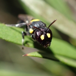 Hylaeus (Euprosopoides) rotundiceps at Murrumbateman, NSW - 20 Feb 2024