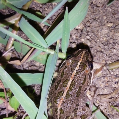 Limnodynastes tasmaniensis (Spotted Grass Frog) at Wirlinga, NSW - 7 Feb 2024 by RobCook