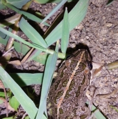 Limnodynastes tasmaniensis (Spotted Grass Frog) at Wirlinga, NSW - 7 Feb 2024 by RobCook