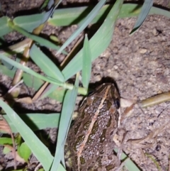 Limnodynastes tasmaniensis at Albury - 7 Feb 2024