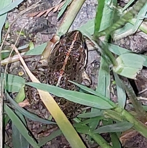 Limnodynastes tasmaniensis at Albury - 7 Feb 2024