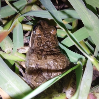 Limnodynastes tasmaniensis (Spotted Grass Frog) at Wirlinga, NSW - 7 Feb 2024 by RobCook