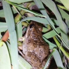 Limnodynastes tasmaniensis at Albury - 7 Feb 2024