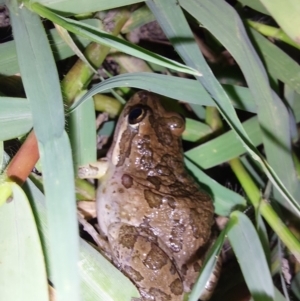 Limnodynastes tasmaniensis at Albury - 7 Feb 2024