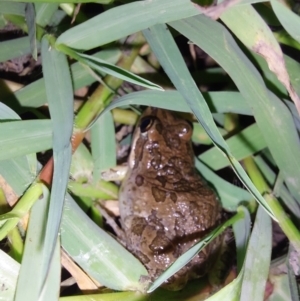 Limnodynastes tasmaniensis at Albury - 7 Feb 2024