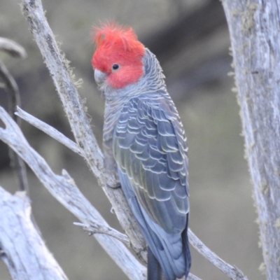 Callocephalon fimbriatum (Gang-gang Cockatoo) - Canberra