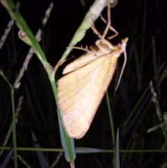 Unidentified Pyralid or Snout Moth (Pyralidae & Crambidae) at Albury - 7 Feb 2024 by RobCook
