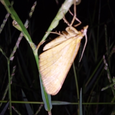 Unidentified Pyralid or Snout Moth (Pyralidae & Crambidae) at Albury - 7 Feb 2024 by RobCook