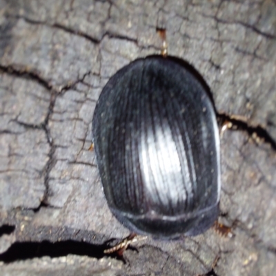 Pterohelaeus sp. (genus) (Pie-dish beetle) at Albury - 7 Feb 2024 by RobCook