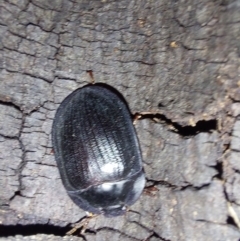 Pterohelaeus (genus) at Albury - 7 Feb 2024 09:44 PM