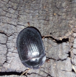 Pterohelaeus sp. (genus) at Albury - 7 Feb 2024 09:44 PM