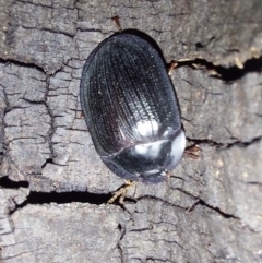 Pterohelaeus sp. (genus) at Albury - 7 Feb 2024 09:44 PM