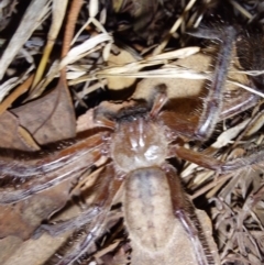 Delena cancerides (Social huntsman spider) at Albury - 7 Feb 2024 by RobCook