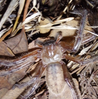 Delena cancerides (Social huntsman spider) at Albury - 7 Feb 2024 by RobCook