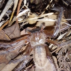 Unidentified Other Arachnid (Arachnida) at Wirlinga, NSW - 7 Feb 2024 by RobCook