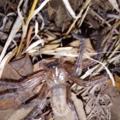 Delena cancerides at Albury - 7 Feb 2024