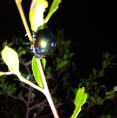 Callidemum hypochalceum (Hop-bush leaf beetle) at Wirlinga, NSW - 7 Feb 2024 by RobCook