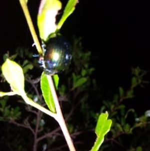 Callidemum hypochalceum at Albury - 7 Feb 2024 09:30 PM