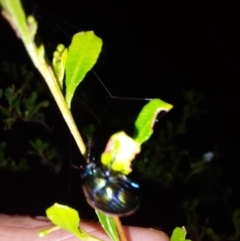 Callidemum hypochalceum at Albury - 7 Feb 2024 09:30 PM