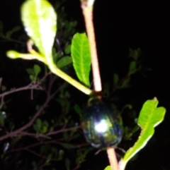 Callidemum hypochalceum at Albury - 7 Feb 2024 09:30 PM