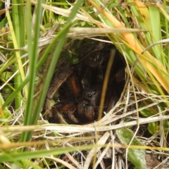 Lycosidae (family) (Unidentified wolf spider) at Broken Dam, NSW - 21 Feb 2024 by HelenCross