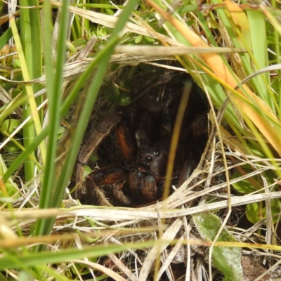 Lycosidae (family) (Unidentified wolf spider) at Kosciuszko National Park - 21 Feb 2024 by HelenCross