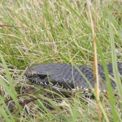 Austrelaps ramsayi (Highlands Copperhead) at Gooandra, NSW - 21 Feb 2024 by HelenCross