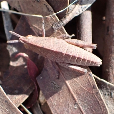 Goniaea sp. (genus) (A gumleaf grasshopper) at Murrumbateman, NSW - 20 Feb 2024 by SimoneC