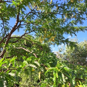 Gleditsia triacanthos at Watson Green Space - 23 Feb 2024