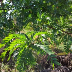 Gleditsia triacanthos at Watson Green Space - 23 Feb 2024