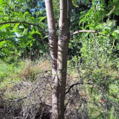 Gleditsia triacanthos at Watson Green Space - 23 Feb 2024 05:19 PM