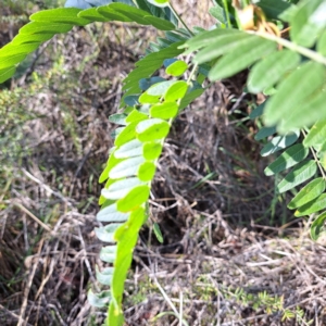 Gleditsia triacanthos at Watson Green Space - 23 Feb 2024