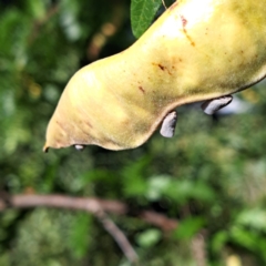 Gleditsia triacanthos at Watson Green Space - 23 Feb 2024