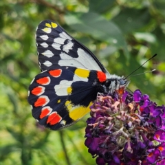 Delias aganippe (Spotted Jezebel) at QPRC LGA - 23 Feb 2024 by MatthewFrawley