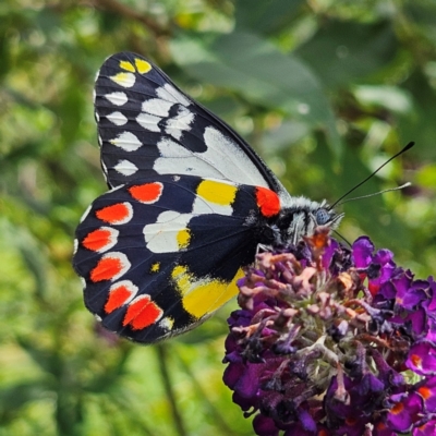 Delias aganippe (Spotted Jezebel) at QPRC LGA - 23 Feb 2024 by MatthewFrawley